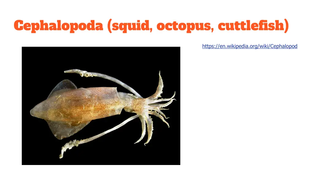 cephalopoda squid octopus cuttlefish