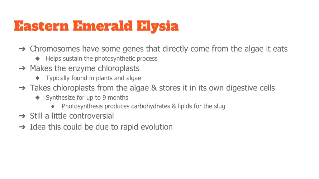 eastern emerald elysia