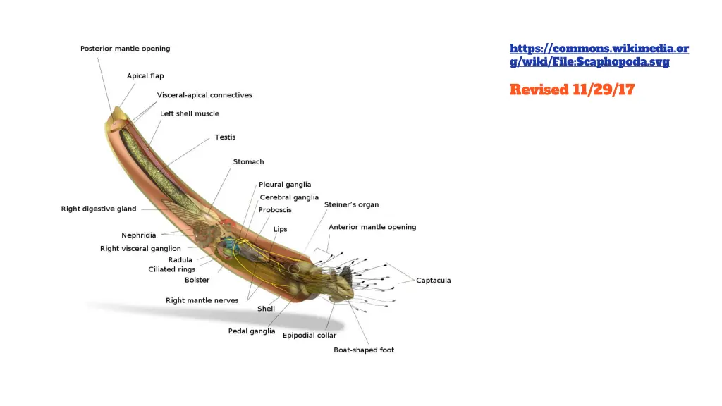 https commons wikimedia or g wiki file scaphopoda