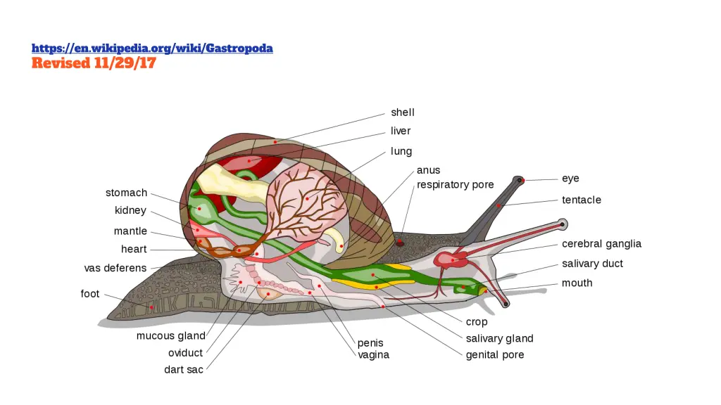 https en wikipedia org wiki gastropoda revised