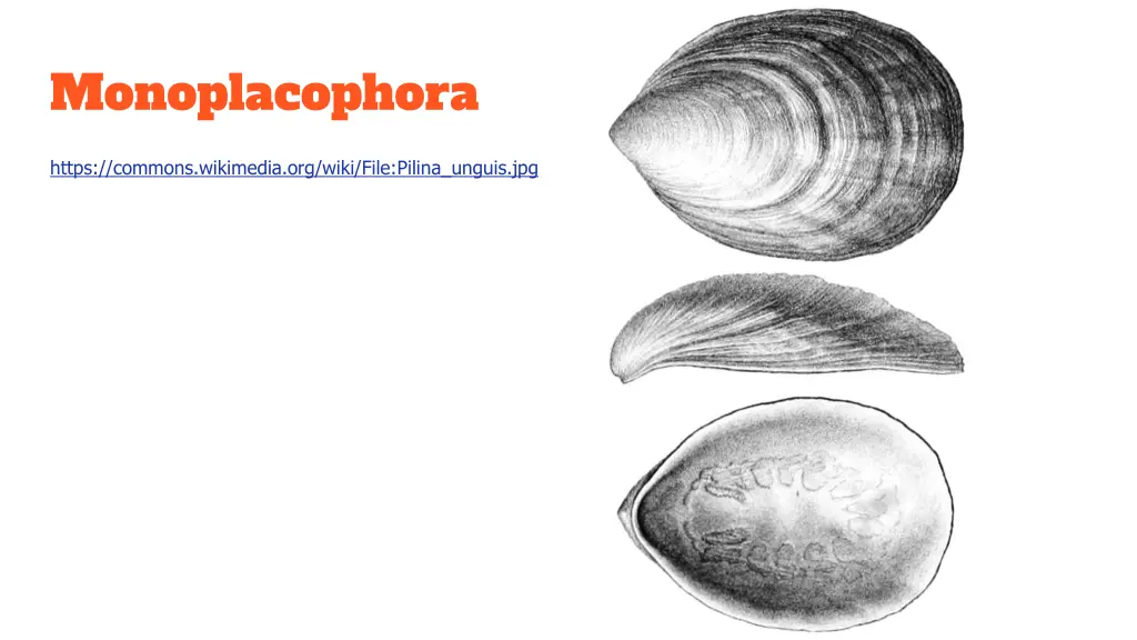 monoplacophora