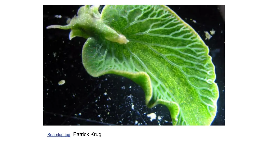 sea slug jpg patrick krug