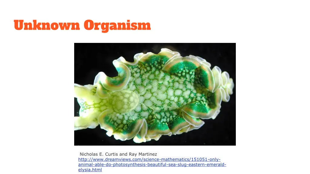 unknown organism