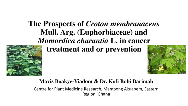 the prospects of croton membranaceus mull