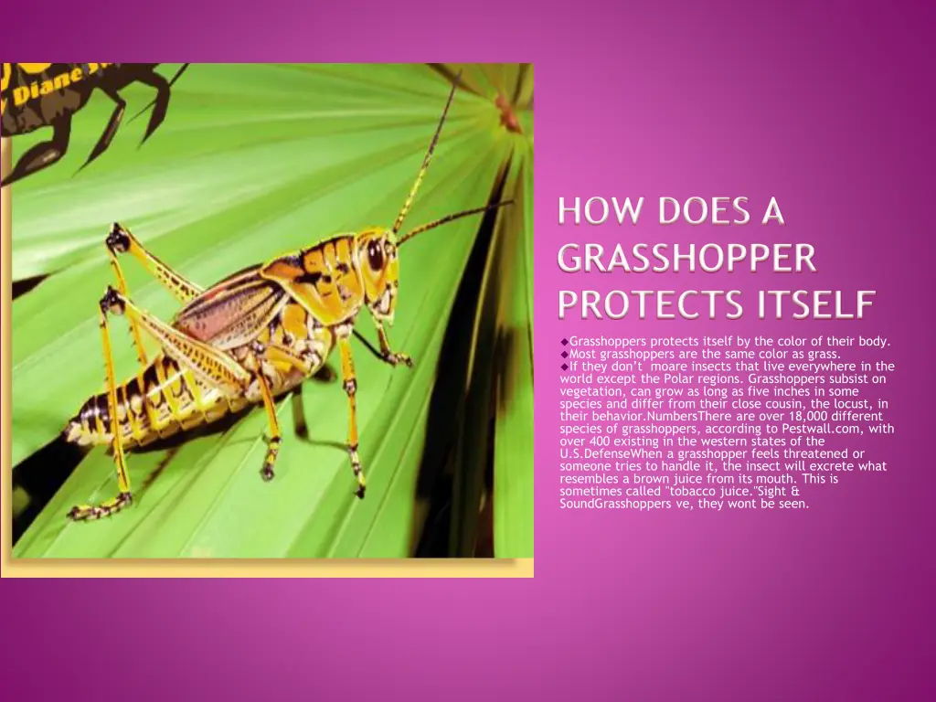 how does a grasshopper protects itself