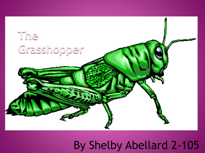 the grasshopper