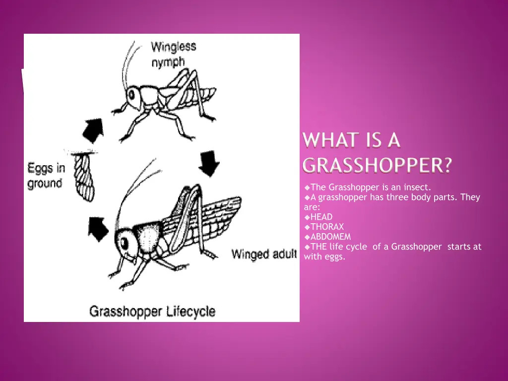 what is a grasshopper