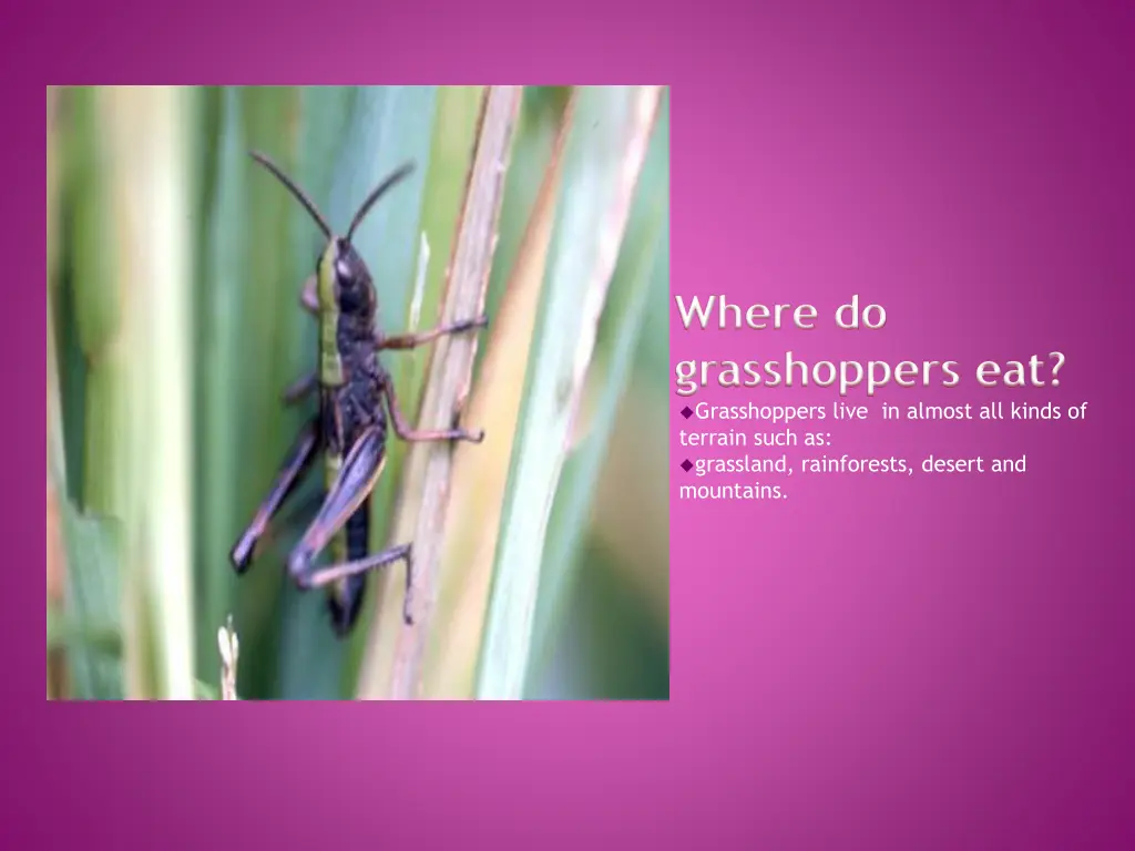 where do grasshoppers eat grasshoppers live