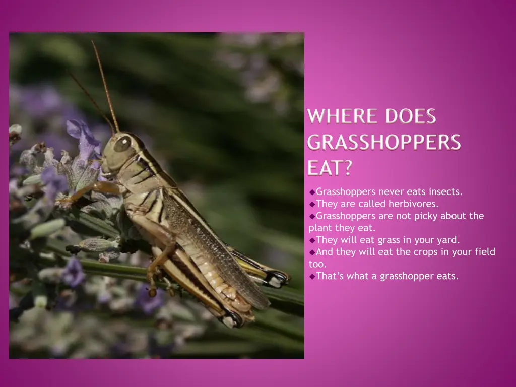 where does grasshoppers eat