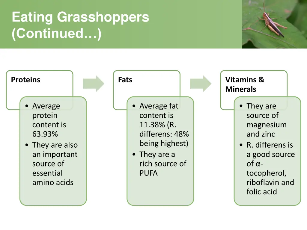 eating grasshoppers continued