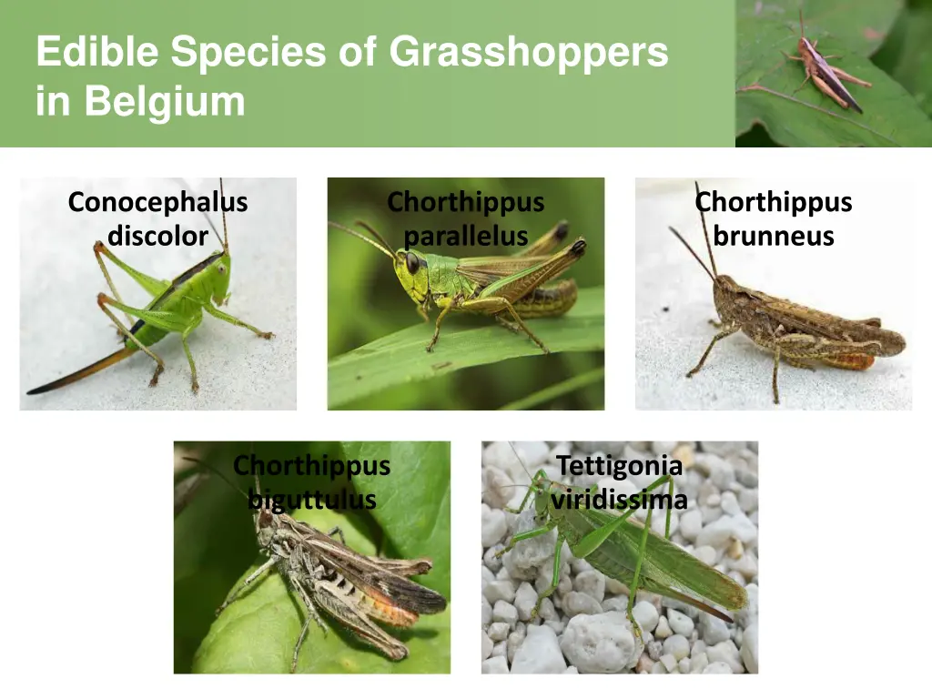 edible species of grasshoppers in belgium