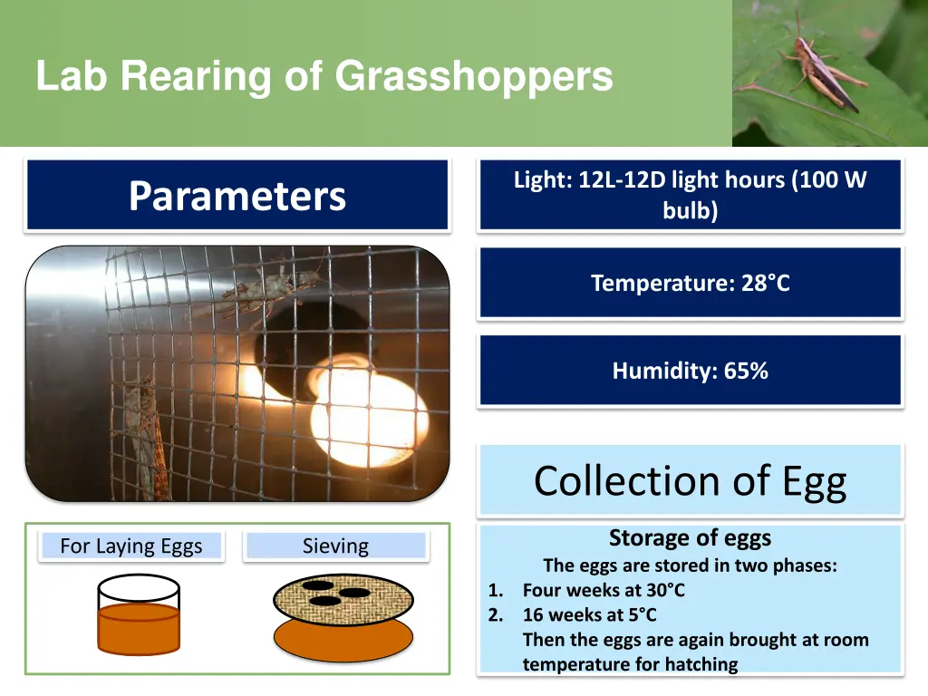 lab rearing of grasshoppers