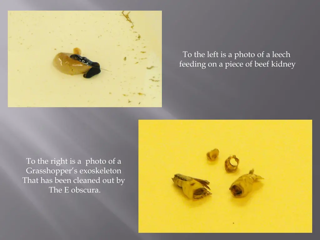 to the left is a photo of a leech feeding