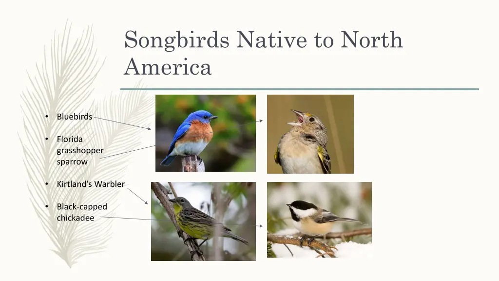 songbirds native to north america