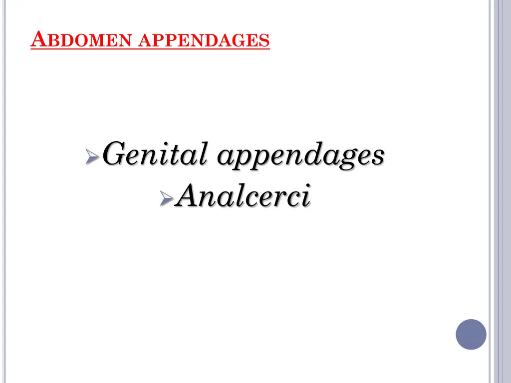 a bdomen appendages