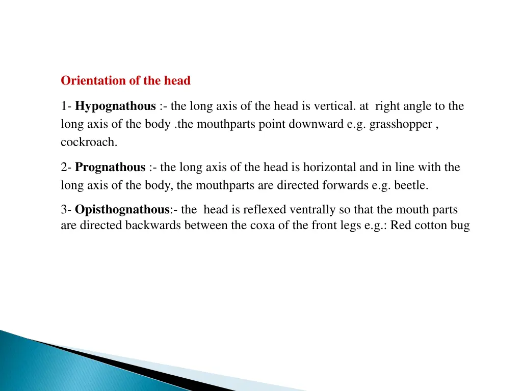 orientation of the head