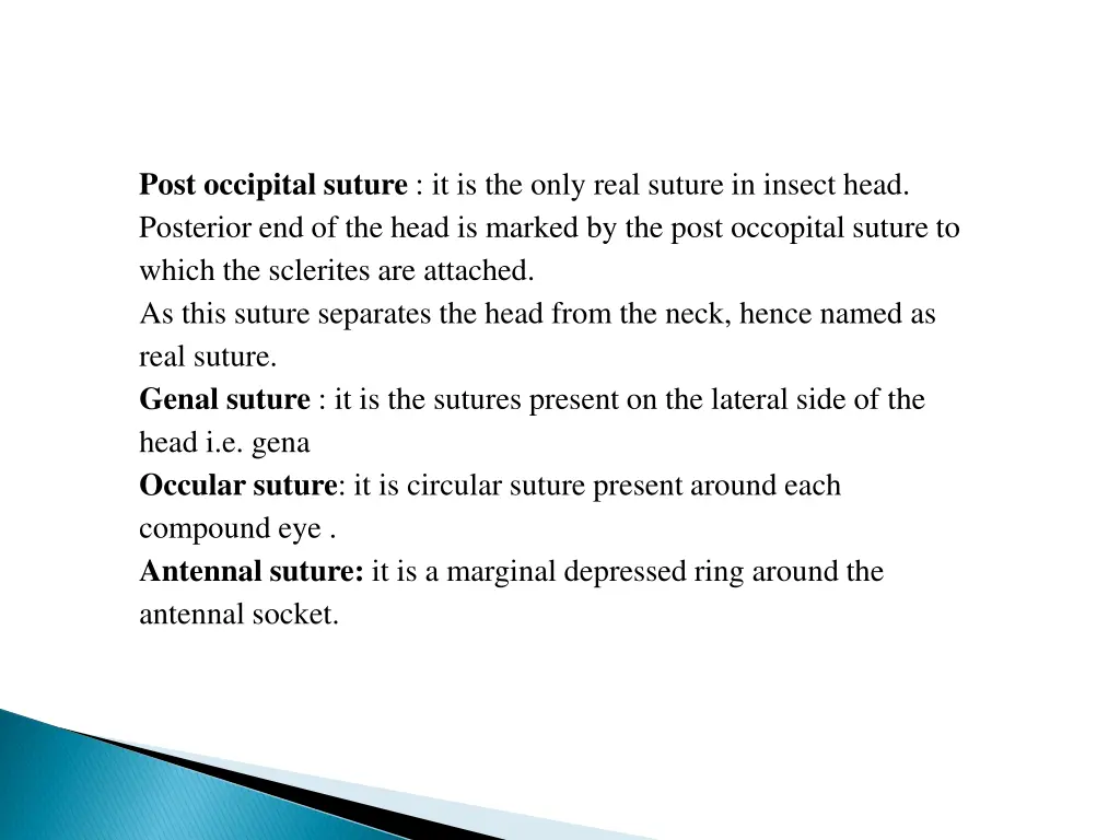 post occipital suture it is the only real suture