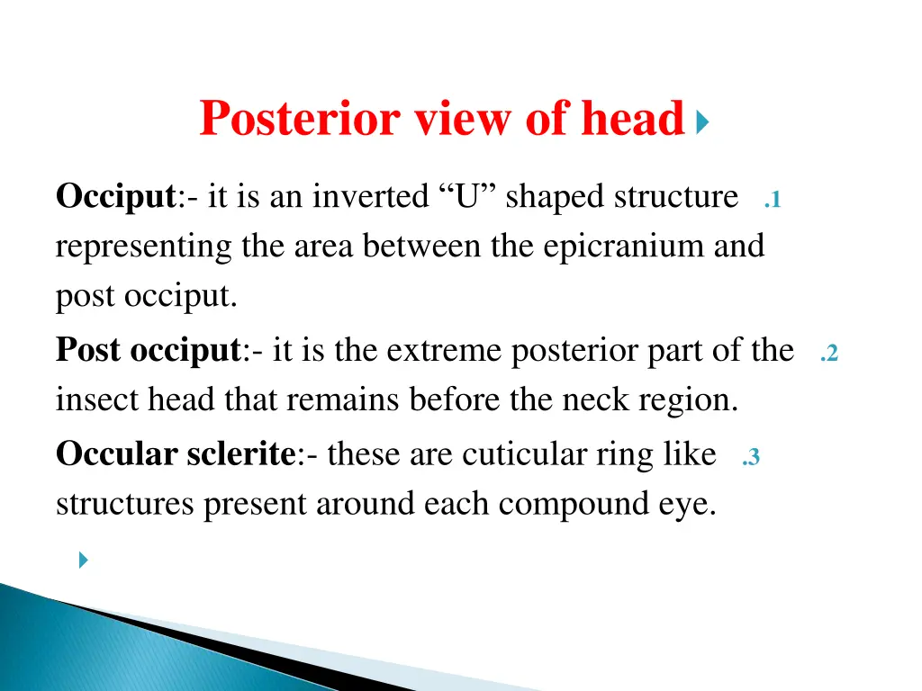 posterior view of head