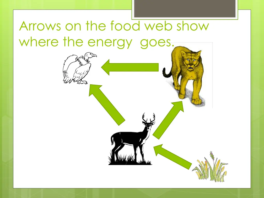 arrows on the food web show where the energy goes