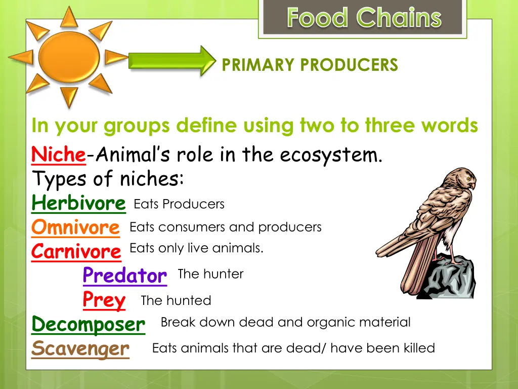 food chains