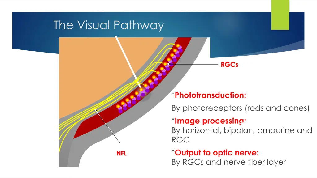 the visual pathway 1