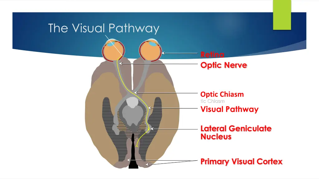 the visual pathway 2