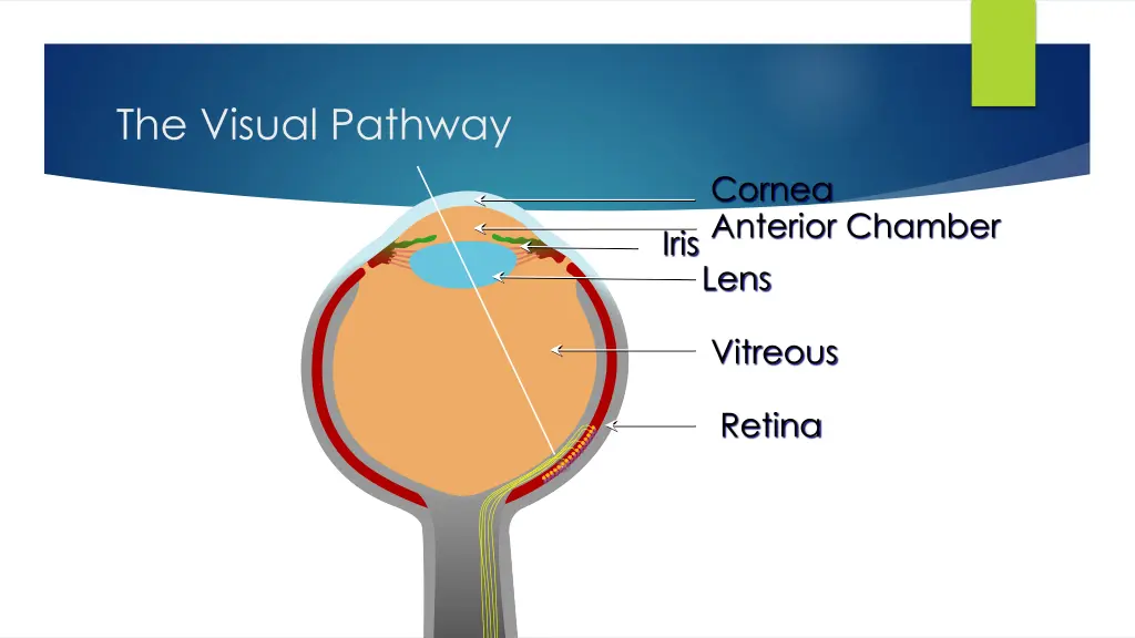 the visual pathway 3