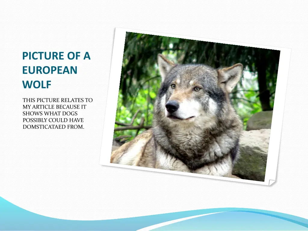 picture of a european wolf