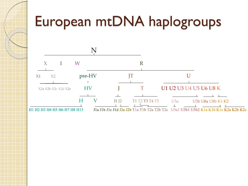 european mtdna haplogroups