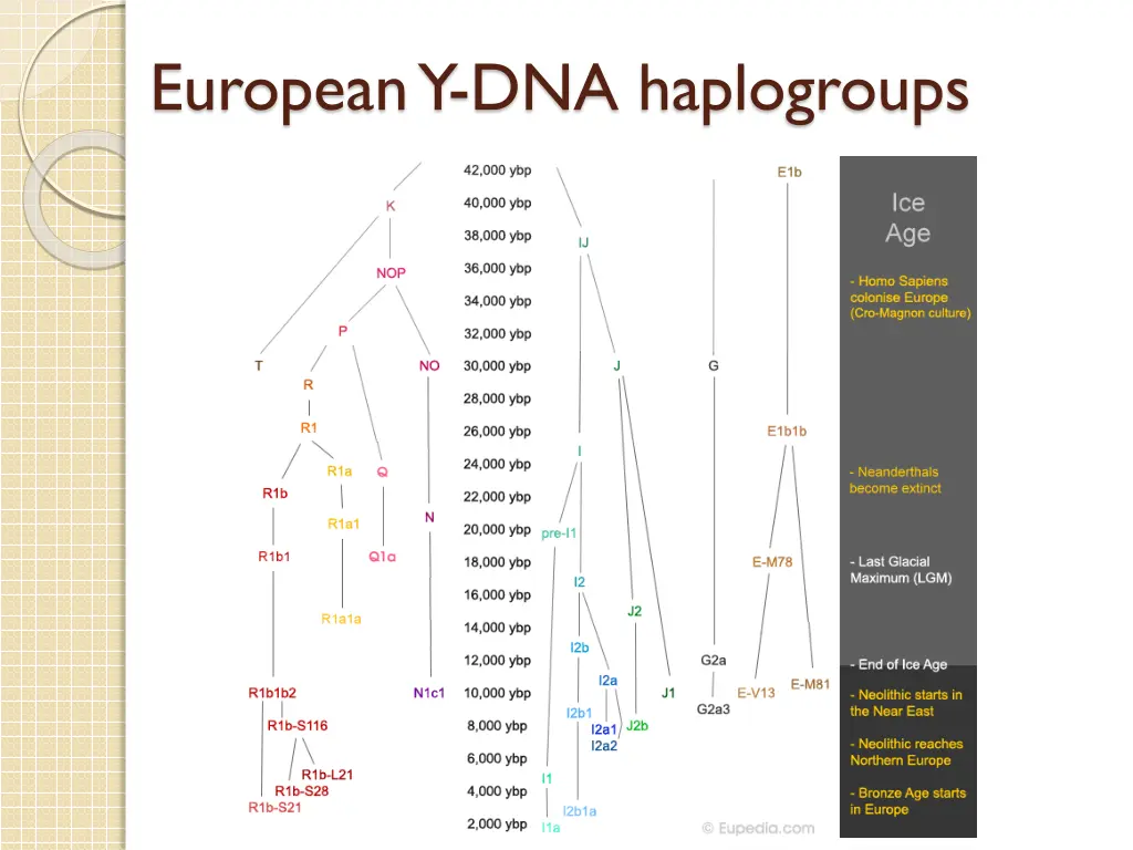 european y dna haplogroups