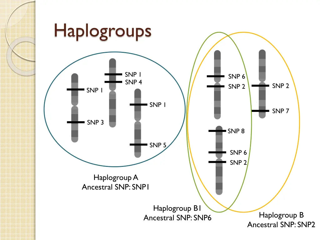 haplogroups 1