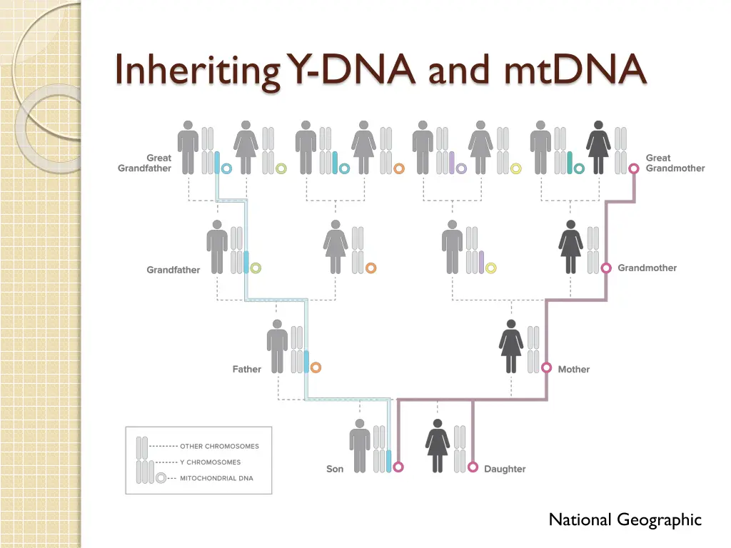 inheriting y dna and mtdna