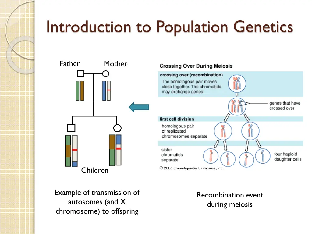 introduction to population genetics