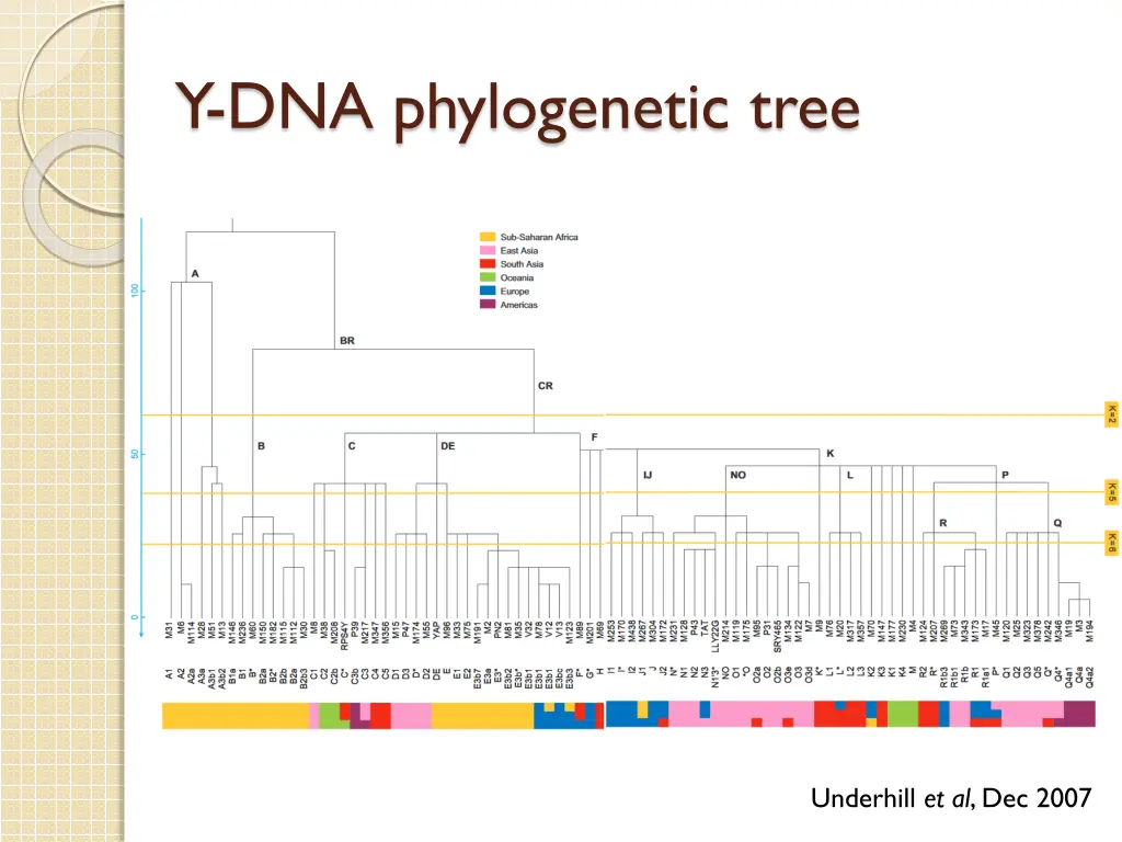 y dna phylogenetic tree