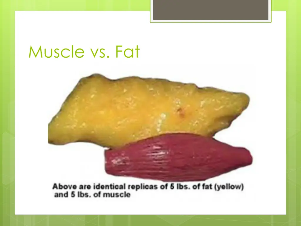 muscle vs fat