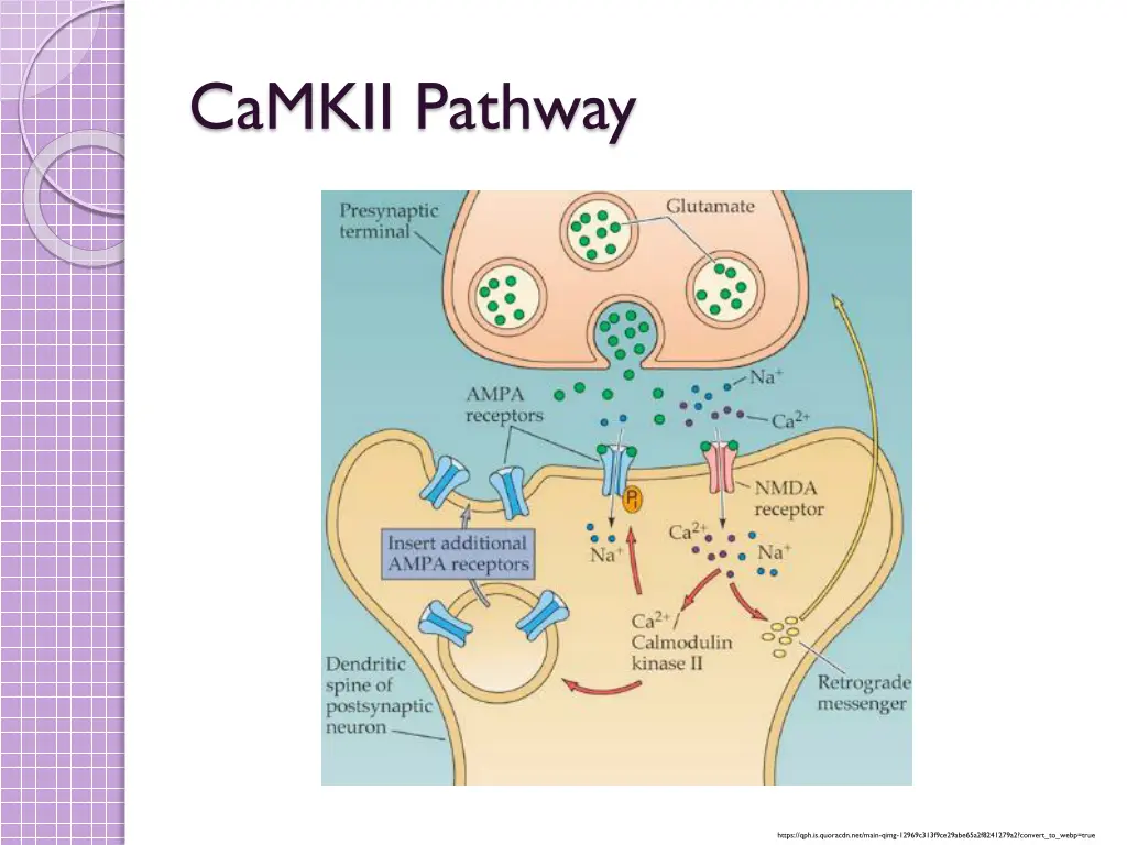 camkii pathway