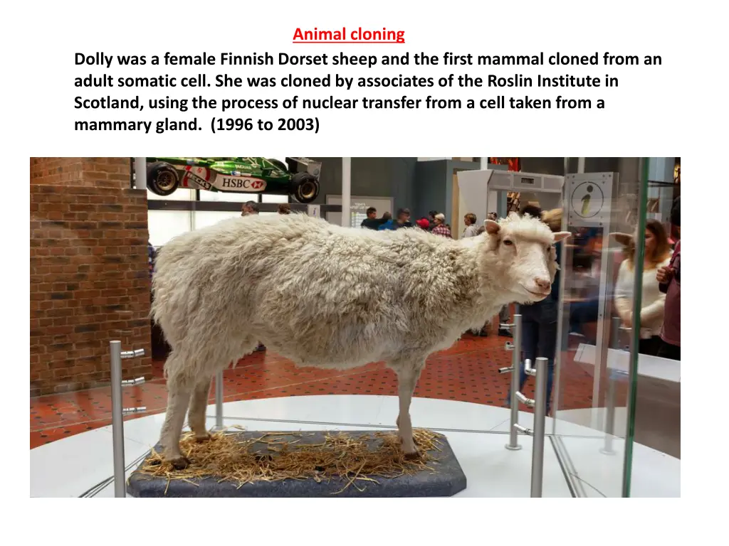 animal cloning