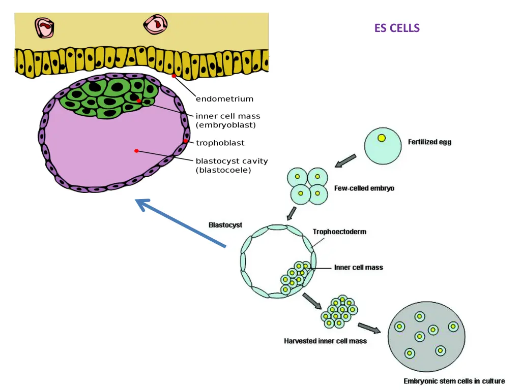 es cells