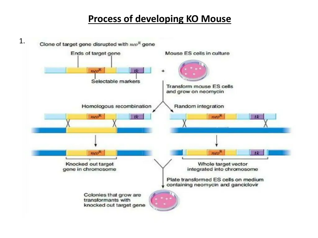 process of developing ko mouse