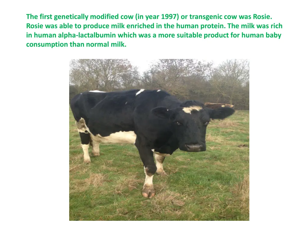 the first genetically modified cow in year 1997