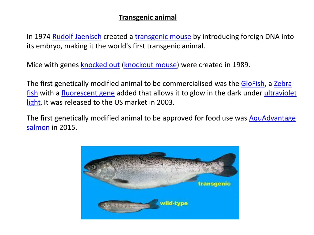 transgenic animal