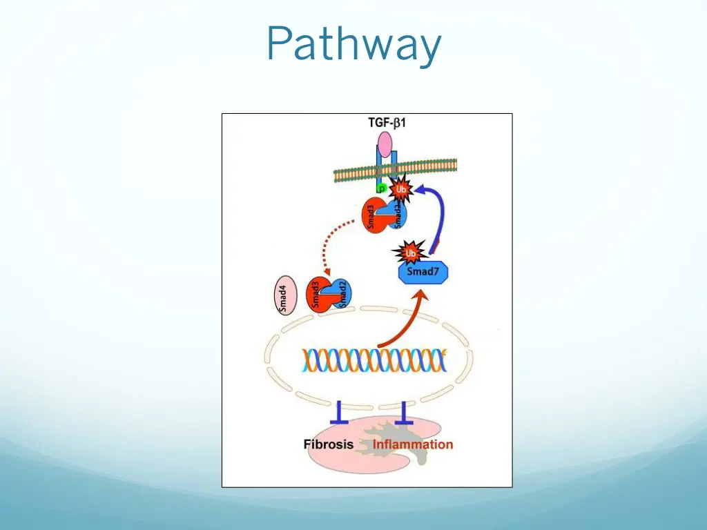 pathway