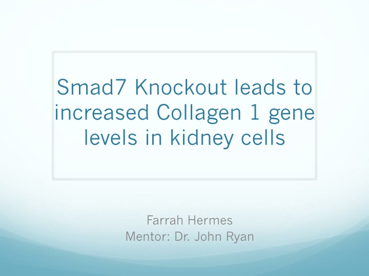 smad7 knockout leads to increased collagen 1 gene