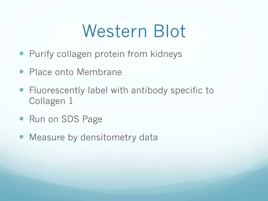 western blot