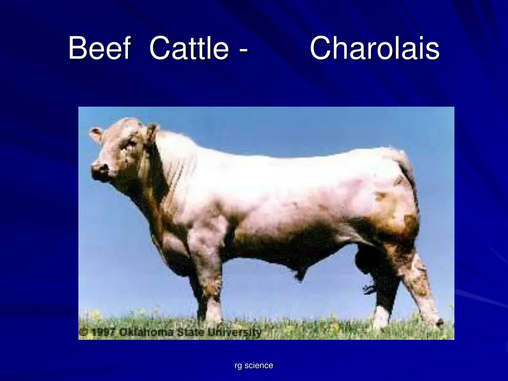 beef cattle charolais