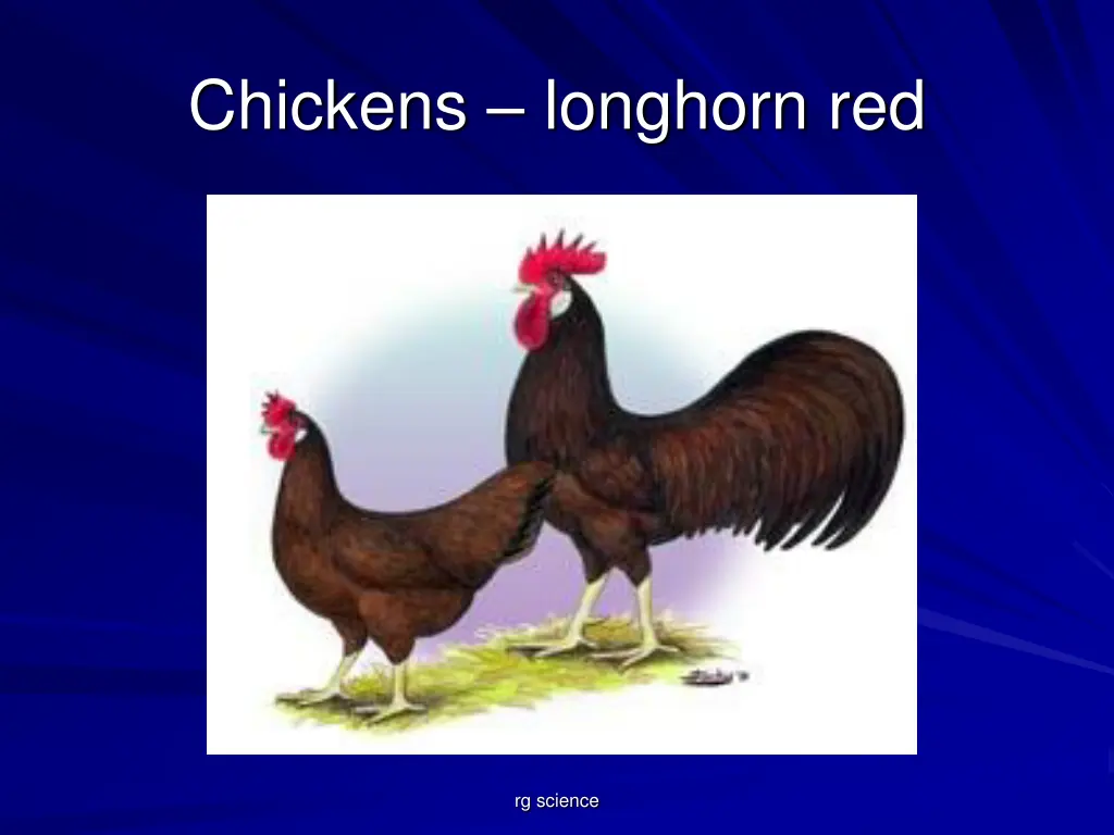 chickens longhorn red