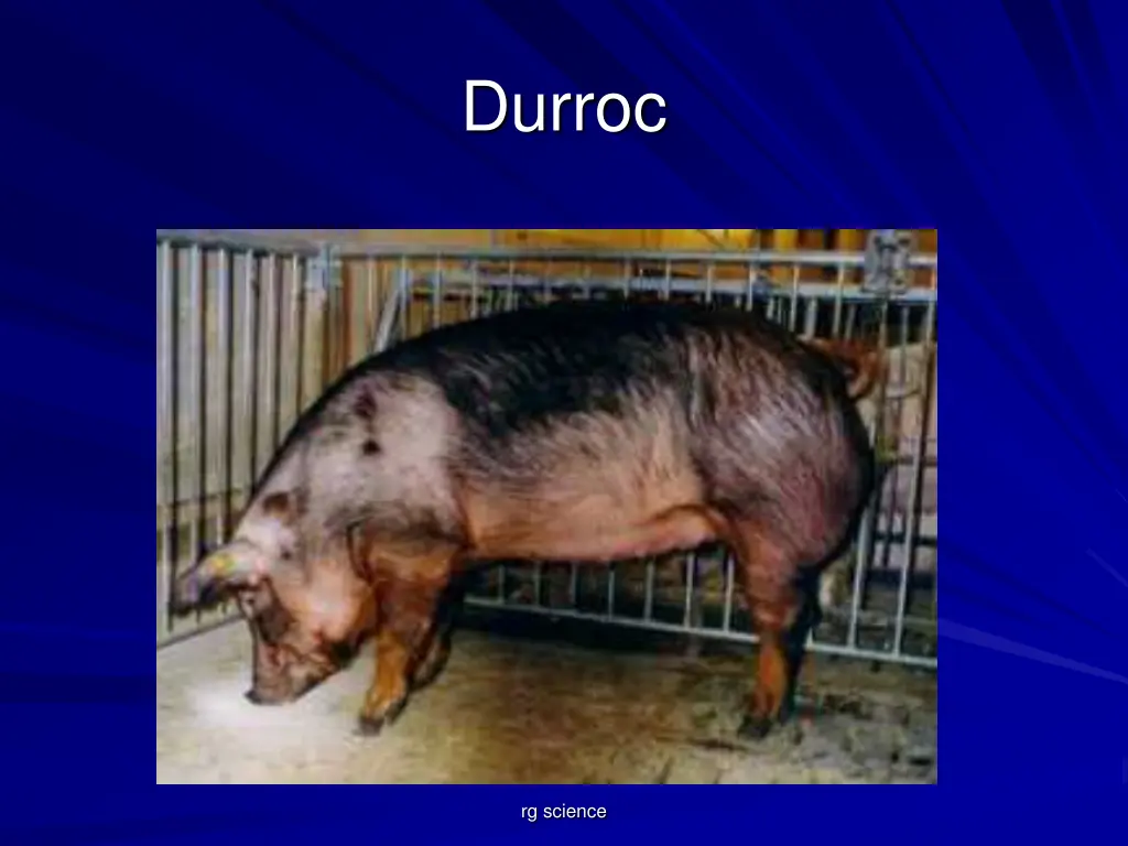 durroc