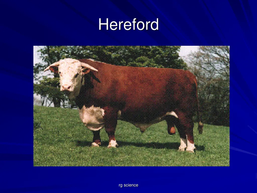 hereford