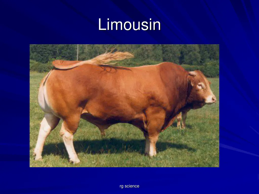 limousin