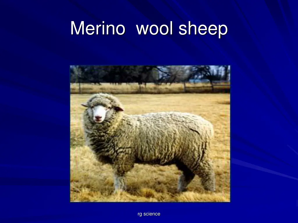 merino wool sheep